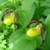 Cypripedium Calceolus - Sabot De Venus 1 Cypripedium Calceolus - Sabot De Venus -Magasin De Plantes Cypripedium calceolus ld urjsa 80044 1