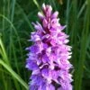 Dactylorhiza Maculata, Orchis Tacheté - Orchidée Terrestre Et Vivace -Magasin De Plantes Dactylorhiza maculata 8161 1