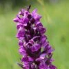 Dactylorhiza Majalis - Orchis De Mai Ou à Feuilles Larges -Magasin De Plantes Dactylorhiza majalis 8893 1