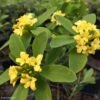 Daphne Gemmata Royal Crown 1 Daphne Gemmata Royal Crown -Magasin De Plantes Daphne gemmata Royal Crown 83541 1