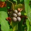 Igname De Chine - Dioscorea Batatas 2 Igname De Chine - Dioscorea Batatas -Magasin De Plantes Dioscorea polystachya 89860 1