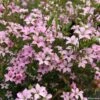 Diosma Pink Diamond -Magasin De Plantes Diosma Pink diamond IF 166510 1