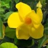 Dipladenia Diamantina Opale Citrine 2.0 - Mandevilla -Magasin De Plantes Dipladenia diamantina opale citrine 164710 2