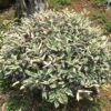 Elaeagnus Pungens Hosuba Fukurin - Chalef Panaché 2 Elaeagnus Pungens Hosuba Fukurin - Chalef Panaché -Magasin De Plantes Elaeagnus pungens Hosuba Fukurin 781598 1