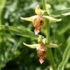 Epipactis Gigantea - Helleborine -Magasin De Plantes Epipactis gigantea 80426 1