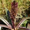 Eucomis Freckles - Eucomide Panachée -Magasin De Plantes Eucomis Freckles V 5029 1