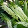 Eucomis Playa Blanca® - Eucomide 2 Eucomis Playa Blanca® - Eucomide -Magasin De Plantes Eucomis Playa Blanca V 4189 1