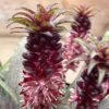 Eucomis Vandermerwei - Eucomide Panachée -Magasin De Plantes Eucomis vandermerwei 4176 1