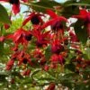 Fuchsia Grimpant - Fuchsia Lady Boothby -Magasin De Plantes Fuchsia Lady Boothby 681473 1