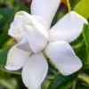 Gardenia Jasminoides Summer Snow. -Magasin De Plantes Gardenia jasminoides Summer snow copyright 833261 1