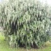 Garrya Elliptica James Roof -Magasin De Plantes Garrya elliptica James Roof 84082 1