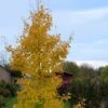Ginkgo Biloba Fastigiata Gold Flame - Arbre Aux Quarante écus 1 Ginkgo Biloba Fastigiata Gold Flame - Arbre Aux Quarante écus -Magasin De Plantes Ginkgo Biloba fastigiata Gold Flame LD 16550 1