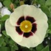 Halimiocistus Wintonensis Merrist Wood Cream -Magasin De Plantes Halimiocistus wintonensis Merrist Wood Cream 781979 1