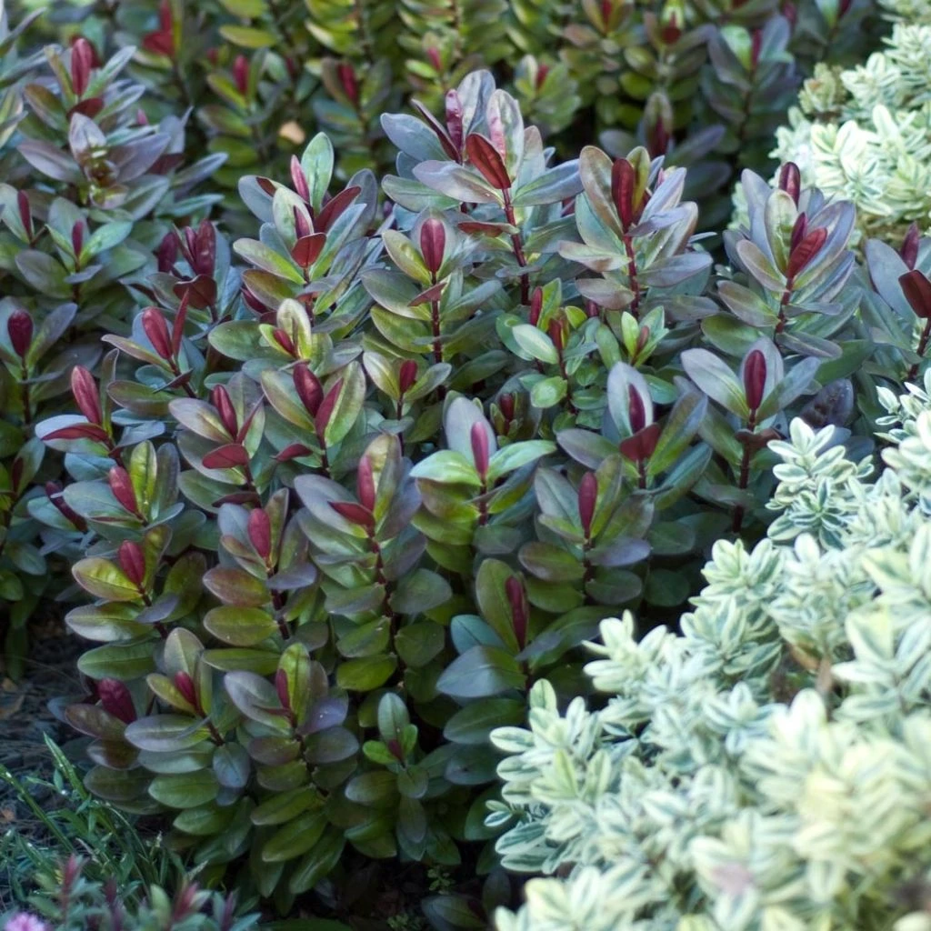 Hebe Santa Monica - Véronique Arbustive 3 Hebe Santa Monica - Véronique Arbustive