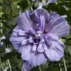 Hibiscus Syriacus Blue Chiffon - Althea Bleu Double -Magasin De Plantes Hibiscus Blue Chiffon copyright 95092 1 1