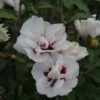 Hibiscus Syriacus Lady Stanley - Althéa Semi-double Bicolore -Magasin De Plantes Hibiscus syriacus Lady Stanley 81337 1