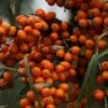Hippophae Rhamnoides Friesdorfer Orange - Argousier -Magasin De Plantes Hippophae rhamnoides Friesdorfer Orange 82925 1