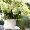 Hydrangea Paniculata Little Fresco- Hortensia Paniculé Nain 1 Hydrangea Paniculata Little Fresco- Hortensia Paniculé Nain -Magasin De Plantes Hortensia Hydrangea paniculata Little Fresco 16346 1