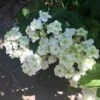 Hortensia - Hydrangea Serrata White On White -Magasin De Plantes Hortensia Hydrangea serrata White on White IF 182991 1