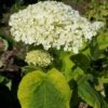 Hortensia Arborescens Golden Annabelle 1 Hortensia Arborescens Golden Annabelle -Magasin De Plantes Hydrangea arborescens Golden Annabelle 86250 1