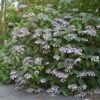 Hortensia - Hydrangea Aspera Bellevue 2 Hortensia - Hydrangea Aspera Bellevue -Magasin De Plantes Hydrangea aspera Bellevue 82657 1