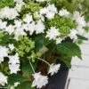 Hortensia - Hydrangea Macrophylla Shooting Star -Magasin De Plantes Hydrangea macro Shooting Star 0555002 1