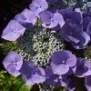 Hortensia - Hydrangea Macrophylla Blaumeise -Magasin De Plantes Hydrangea macrophylla Blaumeise 85453 1 1