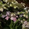 Hortensia - Hydrangea Macrophylla Blueberry Cheesecake -Magasin De Plantes Hydrangea macrophylla Blueberry Cheesecake 81576 1
