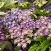 Hortensia - Hydrangea Macrophylla Double Dutch Blue 1 Hortensia - Hydrangea Macrophylla Double Dutch Blue -Magasin De Plantes Hydrangea macrophylla Double Dutch Blue 83182 1