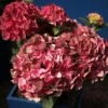 Hortensia - Hydrangea Macrophylla Magical Crimson 2 Hortensia - Hydrangea Macrophylla Magical Crimson -Magasin De Plantes Hydrangea macrophylla Magical Crimson 81578 1