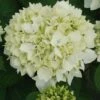 Hortensia - Hydrangea Macrophylla Sœur Thérèse -Magasin De Plantes Hydrangea macrophylla Soeur Therese 82569 1