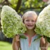 Hydrangea Paniculata Hercules - Hortensia Paniculé -Magasin De Plantes Hydrangea paniculata Hercules 89528 1
