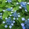 Hortensia Serrata Annie's Blue -Magasin De Plantes Hydrangea serrata Annie s Blue copyright 87391 1