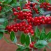 Houx Verticillé Femelle Maryland Beauty - Ilex Verticillata 1 Houx Verticillé Femelle Maryland Beauty - Ilex Verticillata -Magasin De Plantes Ilex verticillata Maryland Beauty 15381 1