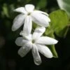 Jasmin Officinal - Jasminum Officinale Affinis -Magasin De Plantes Jasmin blanc officinal Jasminum officinale Affinis copyright 1010792 1