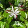 Jasminum Nitidum - Jasmin -Magasin De Plantes Jasminum nitidum 89985 1