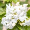 Jasmin D'Arabie - Jasminum Sambac 1 Jasmin D'Arabie - Jasminum Sambac -Magasin De Plantes Jasminum sambac copyright 85671111 1