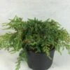 Juniperus Communis Hornibrookii - Genévrier Commun -Magasin De Plantes Juniperus communis Hornibrookii 652002 1