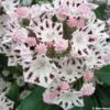 Kalmia Latifolia Windrose - Laurier Des Montagnes Blanc Et Brun Pourpré 2 Kalmia Latifolia Windrose - Laurier Des Montagnes Blanc Et Brun Pourpré -Magasin De Plantes Kalmia latifolia Windrose 781991 1