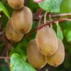 Kiwi Autofertile Boskoop - Actinidia Deliciosa 1 Kiwi Autofertile Boskoop - Actinidia Deliciosa -Magasin De Plantes Kiwi autofertile Boskoop Actinidia deliciosa copyright 1003541 1