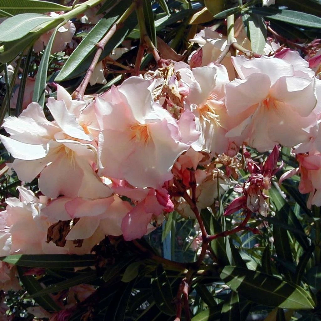 Laurier Rose Provence - Nerium Oleander 3 Laurier Rose Provence - Nerium Oleander