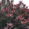 Leucadendron Safari Sunset 1 Leucadendron Safari Sunset -Magasin De Plantes Leucadendron Safari Sunset 83363 1
