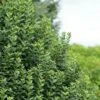 Ligustrum Vulgare Straight Talk - Troène Commun -Magasin De Plantes Ligustrum vulgare straight Talk V 89533 1