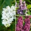 Lilas - Syringa Three Sisters -Magasin De Plantes Lilas Syringa Three Sisters copyright adobestock 19048 1