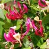 Chèvrefeuille Grimpant - Lonicera Periclymenum Fragrant Cloud® -Magasin De Plantes Lonicera Fragrant Cloud 681453 1