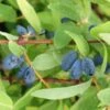 Lonicera Kamtschatica Sweet Myberry - Baie De Mai -Magasin De Plantes Lonicera kamtschatica Sweet Myberry 83043 1