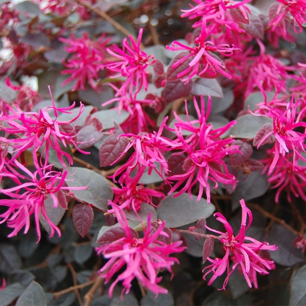 Loropetalum Chinense Plum Gorgeous 3 Loropetalum Chinense Plum Gorgeous
