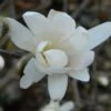 Magnolia Denudata Double Diamond - Magnolia Yulan -Magasin De Plantes Magnolia denudata Double Diamond 781969 1