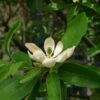 Magnolia Virginiana Glauca - Magnolia De Virginie