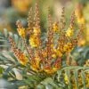 Mahonia Volcano -Magasin De Plantes Mahonia Volcano copyright 16583 1